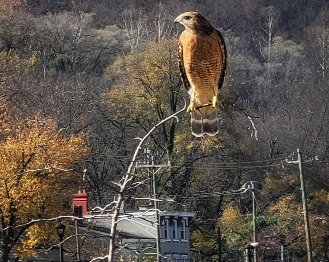 Photo of a hawk