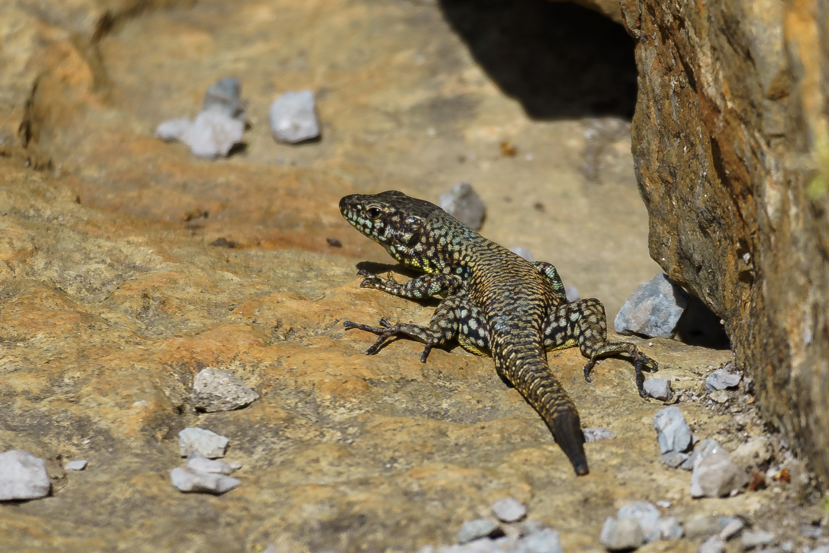 Photo of a lizard sunning itself on a rock at the Lick Run Greenway pond