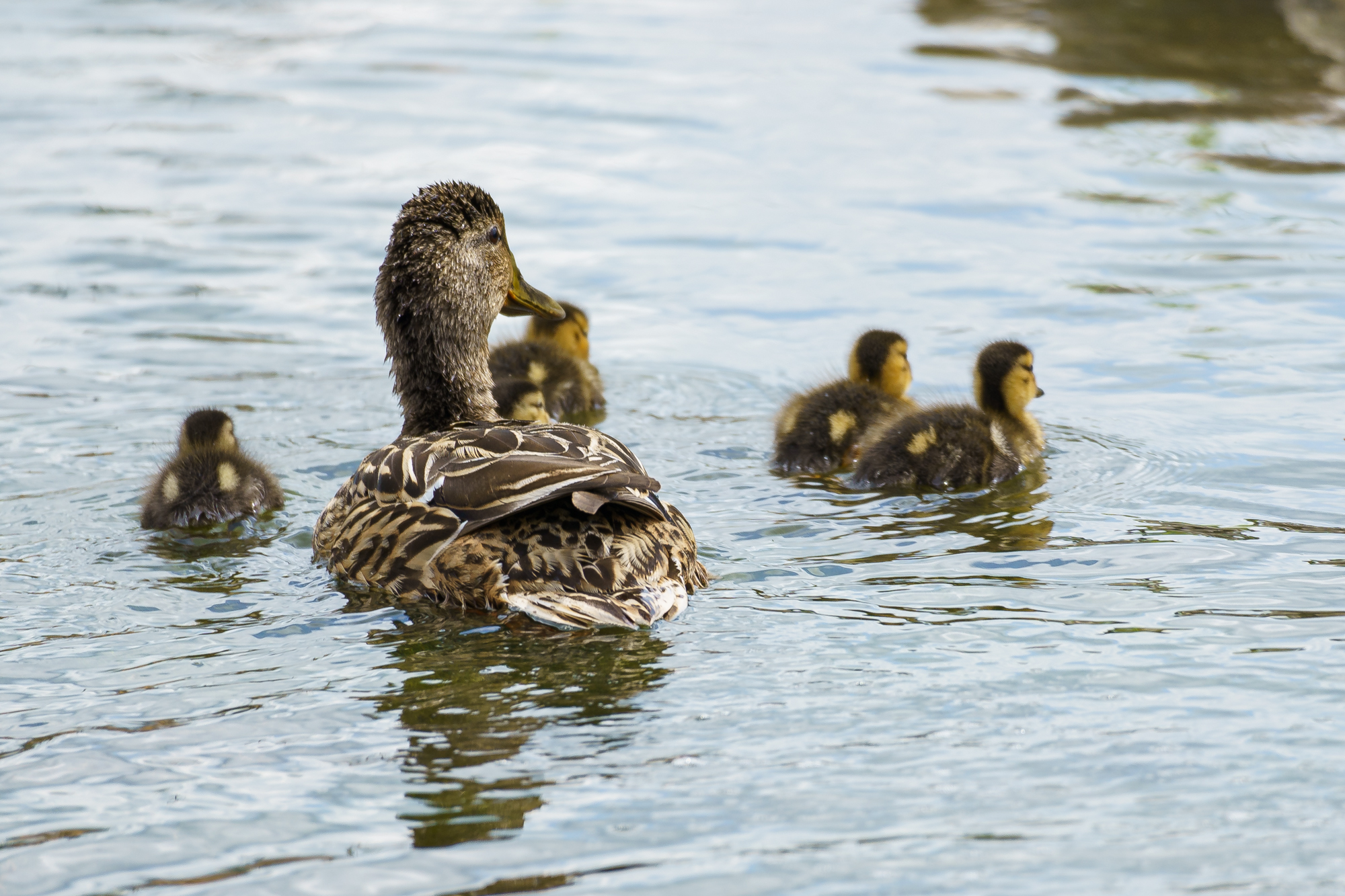 Photo of a mother duck and her 10 ducklings swimming in the Lick Run Greenway stream