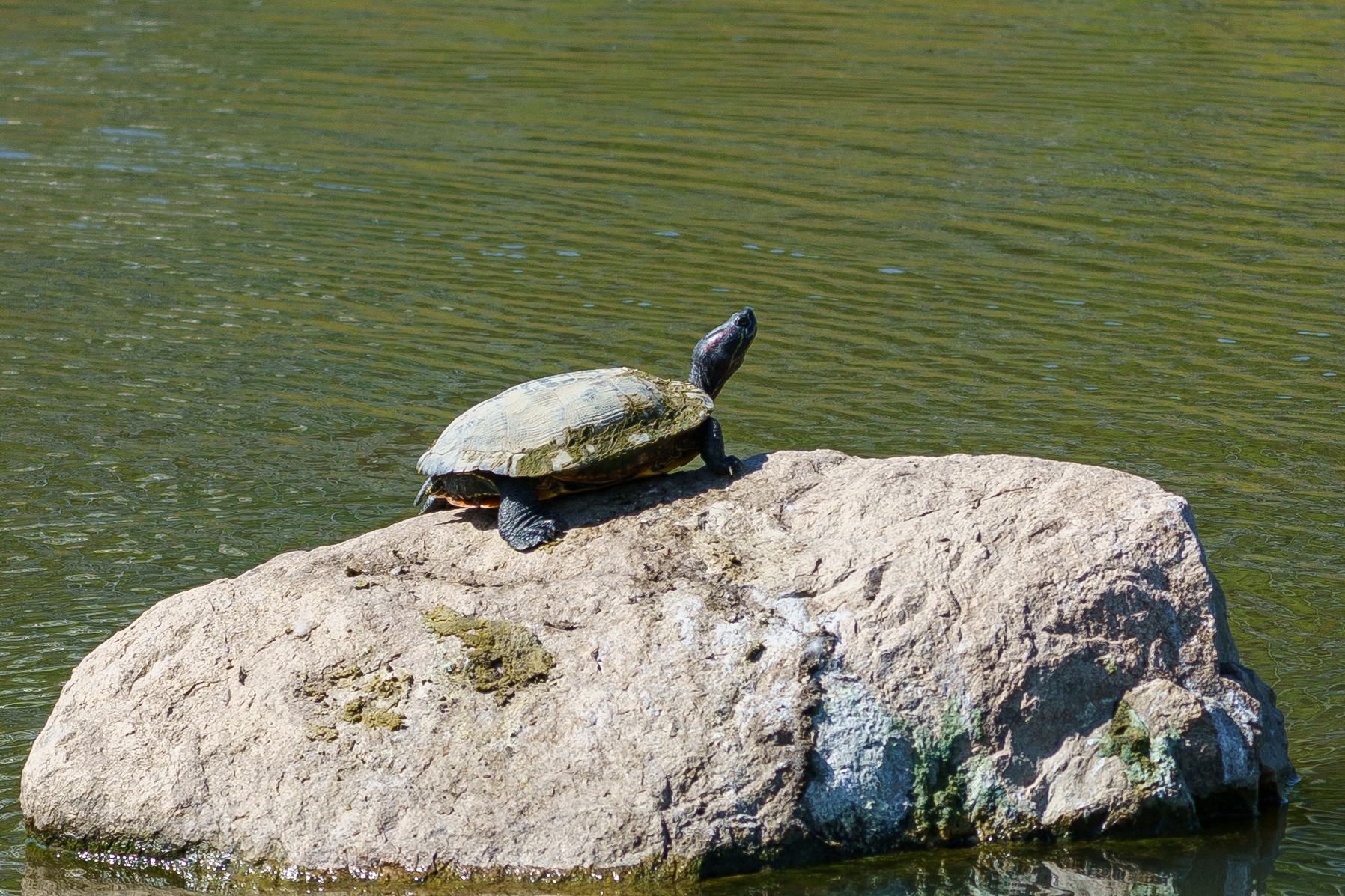 Photo of a turtle